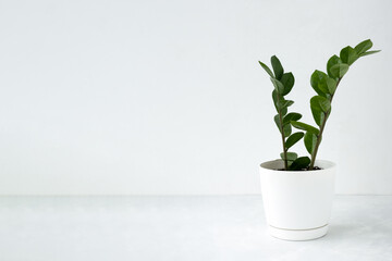 Beautiful house plant zamioculcas in a white pot on a light concrete background. The concept of minimalism. Home plants in a modern interior.