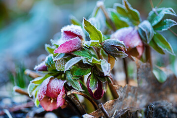 frozen hellebore in the garden