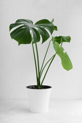 Beautiful monstera deliciosa or Swiss cheese plant in a modern white flower pot on a light background. Home gardening concept. Selective focus.