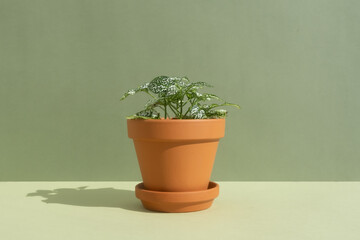 Home plant fittonia in a clay brown pot on a green background. The concept of minimalism. Houseplants in a modern interior