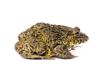 frog isolated on a white background.