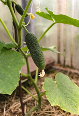 Green gherkin in a greenhouse
