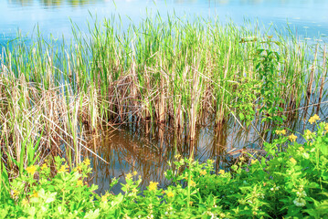 Green high reeds and yellow celandines grow near shore on lake. Tall water plants and flowers growth in summer park © Valentyna