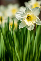Narcissus flowers flowerbed in the springtime garden .