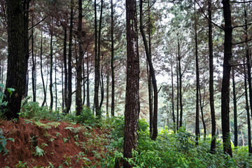 The beauty of the pine forest in the morning

