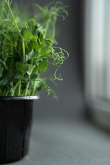Fresh organic microgreens sprouts of peas in a plastic container on a gray background.