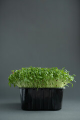 Fresh organic cilantro sprout microgreens in a plastic container on a gray background.