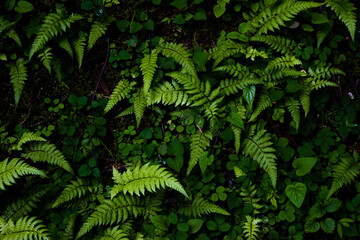 Ferns and other little plants growing on the ground in the forest, top view 2
