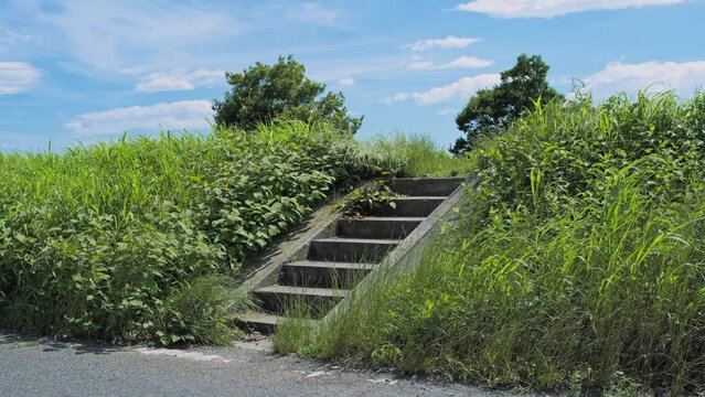 多摩川の土手にある階段　風に揺れる野草　4K UHD