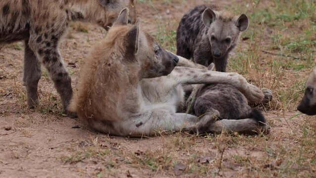 Spotted hyena den, Mother, and cub