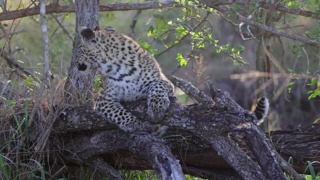 Young leopard cub making eye contact
