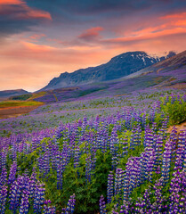 Typical Icelandic landscape with field of blooming lupine flowers in June. Astonishing summer sunrise in southern coast of Iceland, Vik village location, Europe. Beauty of nature concept background..