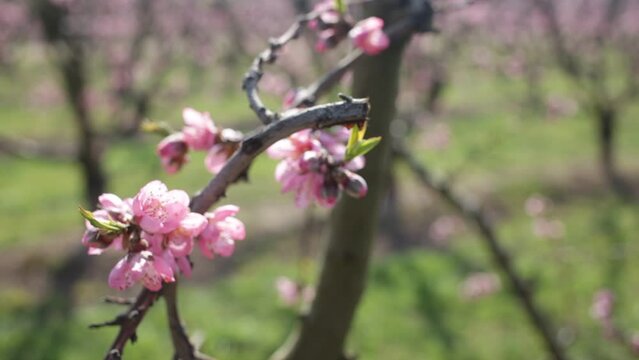 Beautiful blooming peach trees in spring garden