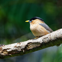 Oiseau de race Martin des Pagodes posé sur une branche