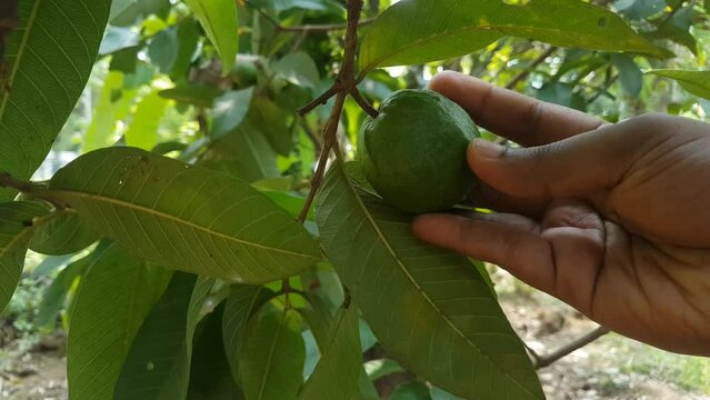 Farmer hand touching organic unripe green guava psidium guajava fruit hanging on tree branch checking pest damage before harvest. Beautiful close up view. Agriculture, cultivation and farming concept.