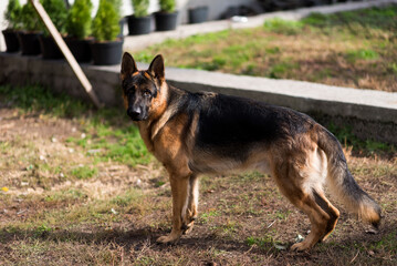 German shepherd on the grass autumn nature
