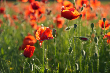 Red poppies and green cereal plants on a sunny day. Bright plants in the evening light. A light breeze sways the plants. Latvia