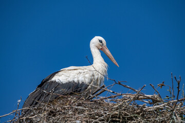 Close-up of a stork in a nest against a blue nab.