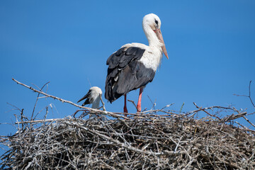Fototapeta premium Close-up of a stork in a nest against a blue nab.