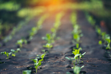 Salad farm vegetable green oak lettuce. Close up fresh organic hydroponic vegetable plantation produce green salad hydroponic cultivate farm. Green oak lettuce salad in green Organic plantation Farm