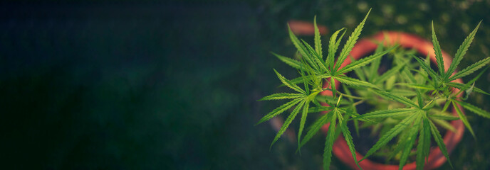 Banner Green Marijuana tree cannabis plant narcotic herbal in greenhouse. Panoramic Hemp leaf made...