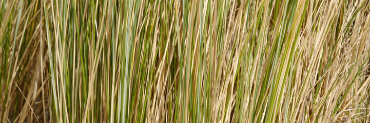 Naklejka premium Strandhafer, Nationalpark Wattenmeer, Juist, Töwerland, Ostfriesische Insel, Ostfriesland, Niedersachsen, Deutschland