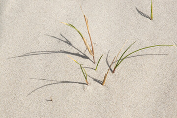 Strandhafer am Sandstrand