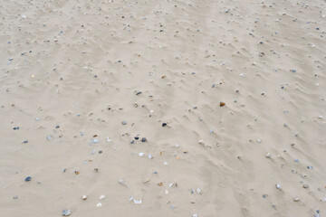Muscheln am Strand der Nordsee