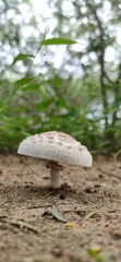mushroom in the forest