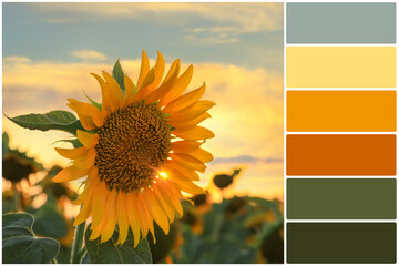 Color palette and sunflower growing in field outdoors. Collage