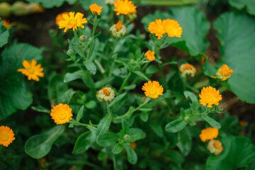 A calendula bush with yellow flowers and immature seeds. Medicinal plant. Alternative medicine. Wild flower.