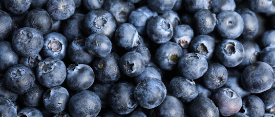 Tasty fresh blueberries as background, closeup view. Banner design