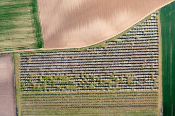 aerial view of fruit trees