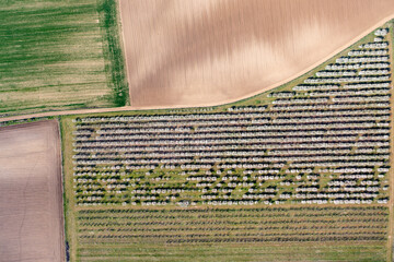 aerial view of fruit trees