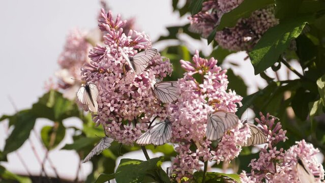 Butterflies on a lilac bush