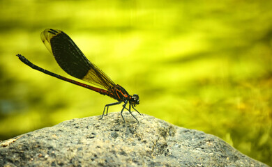 close-up of a wild dragonfly