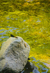 close-up of a wild dragonfly