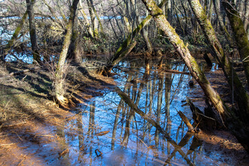 Fototapeta premium river in the woods