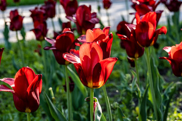 Obraz premium red tulips in a flower bed on a summer day