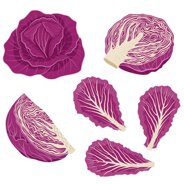 Set of red cabbage with leaves, cabbage halves, slices. Vector illustration in flat style isolated on white background.