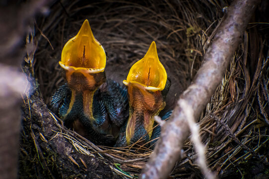Two hungry blackbird hatchlings sitting in nest