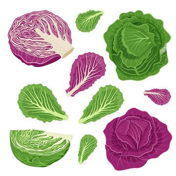 Set of white and red cabbage with leaves, halves head of cabbage, slices. Vector illustration in flat style isolated on white background.