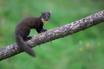 European pine marten (Martes martes) standing on tree branch
