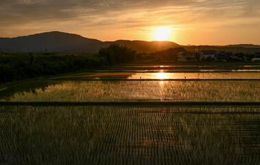 夕日と田園風景（滋賀県）