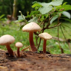 mushrooms in the forest