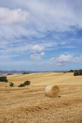 hay bales in the field