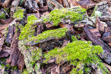 Photography on theme big wall of stacked oak tree logs in cracks