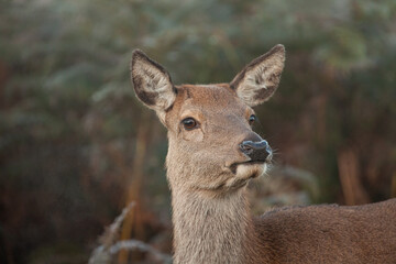 Red deer hind at dawn, looking for the rest of the herd in Bushy Park, London