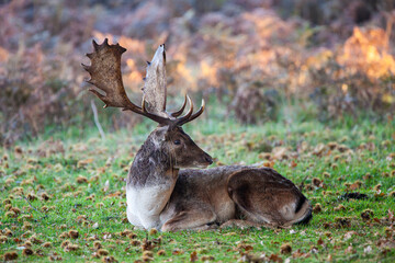 Fallow deer stag in an open clearing during the annual rut in London, UK