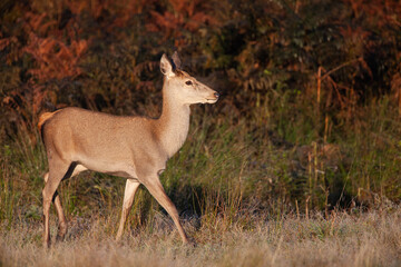 Red deer hind at dawn, looking for the rest of the herd in Bushy Park, London